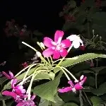 ◆◇╮潇然