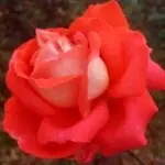 听见你的呼吸