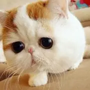 女孩....