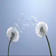 听风吹，等你回
