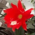全球g5