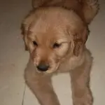 小尹翡翠