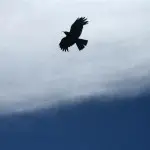明月清风666