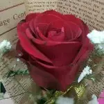 洪明儿