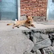 好zi