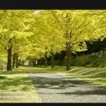 无级盲流子~落叶