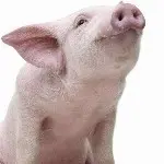 伤了风华