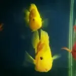 ～～飞*梦～～