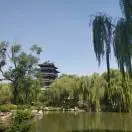 枫之林y