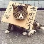 9月初六