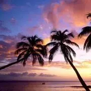 海风椰树
