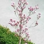 松鹤益寿