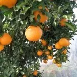 水果之乡，，