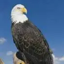 阿傻m
