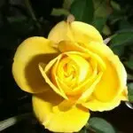 东.勇