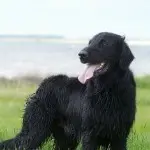 wsees