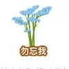 春暖花开，勿忘我