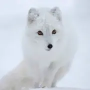★★★白狐.◐