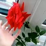 花好🌷月圆🌷