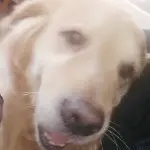 西北狼疼你