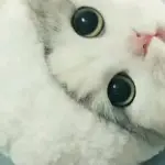 威V奇