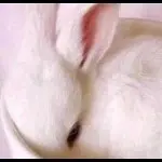 我也跟风直个播