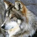 《雪🐺狼》