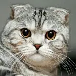 老🙉猫A