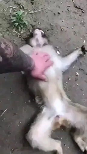 欺负猴子