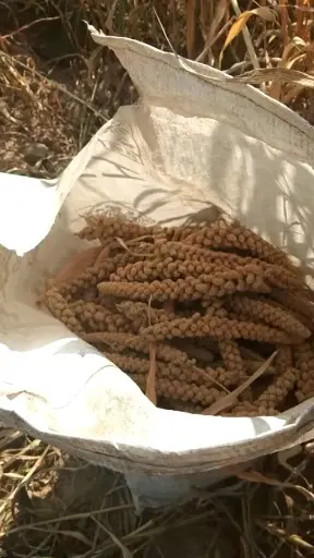 明天就弄完了！加油＾０＾~蚊子