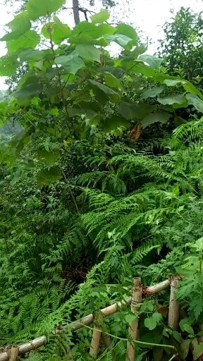 山区好看