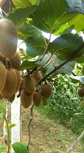 翠香猕猴桃🥝马上成熟，即将发
