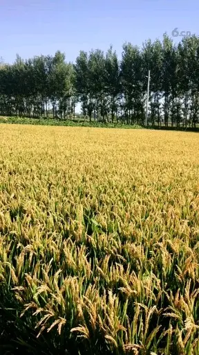 正是稻黄蟹肥时