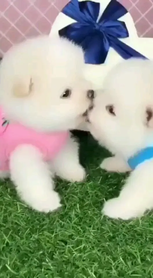 好可爱，