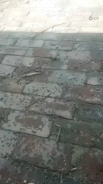 俩只小淘气