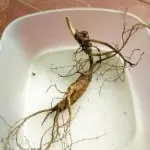 草原四方游子