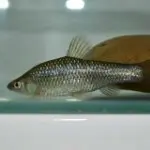 ☞渴死的鱼。