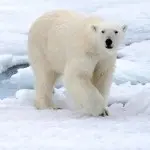 狭路不相逢.