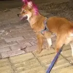 hj金蛇狂舞