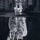 ＊猛虎の霸气。。