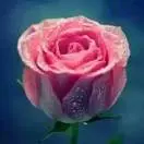 春暖花开1529