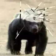 破旧旅馆吵架小能手