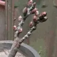 春之梦秋欲雨