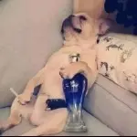 笑﹌苍﹌天