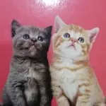 手游助手