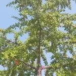 🌴厉害了我的哥🌴