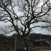 舞帝辉煌.