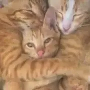 成都的--雾