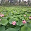北国江城，吉林人士