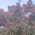 深海里的鱼5683